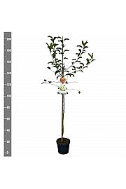 Malus domestica Golden Delicious C7,5 Lit. 175-200 cm Na steblu 100 cm