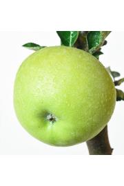 Malus domestica Goldcats C5 Lit. 50-60 cm Stebričasta