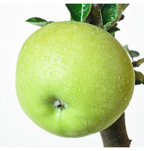 Malus domestica Goldcats C5 Lit. 50-60 cm stupast