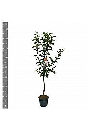 Malus domestica Gloster C7,5 Lit. 125-150 cm
