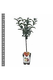 Malus domestica Gloster C5 Lit. 80-100 cm Patio