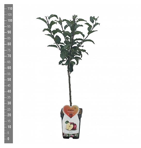 Malus domestica Gloster C5 Lit. 80-100 cm Patio