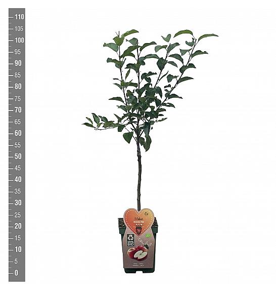 Malus domestica Gala C5 Lit. 80-100 cm BIO