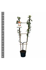 Malus domestica Elstar C7,5 Lit. 140-160 cm U forma