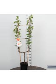 Malus domestica Elstar C7,5 Lit. 150-175 cm U forma