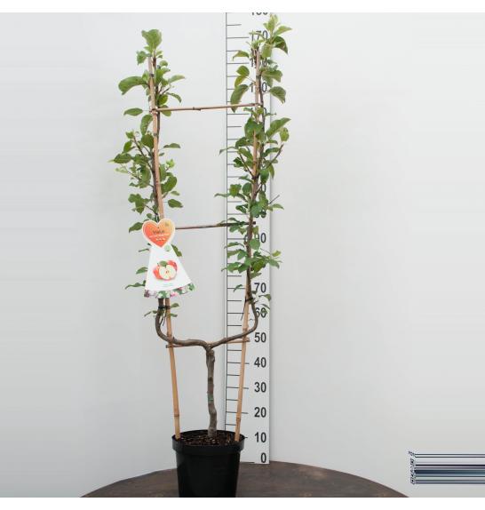 Malus domestica Elstar C7,5 Lit. 150-175 cm U forma