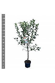 Malus domestica Elstar C7,5 Lit. 125-150 cm