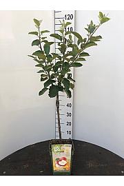 Malus domestica Elstar C5 Lit. 80-100 cm BIO