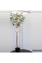 Malus domestica Discovery C7,5 Lit. 175-200 cm Na steblu 120 cm