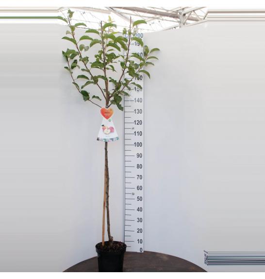 Malus domestica Discovery C7,5 Lit. 175-200 cm Na steblu 120 cm
