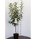 Malus domestica Discovery C7,5 Lit. 125-150 cm