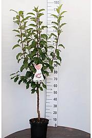 Malus domestica Discovery C7,5 Lit. 125-150 cm