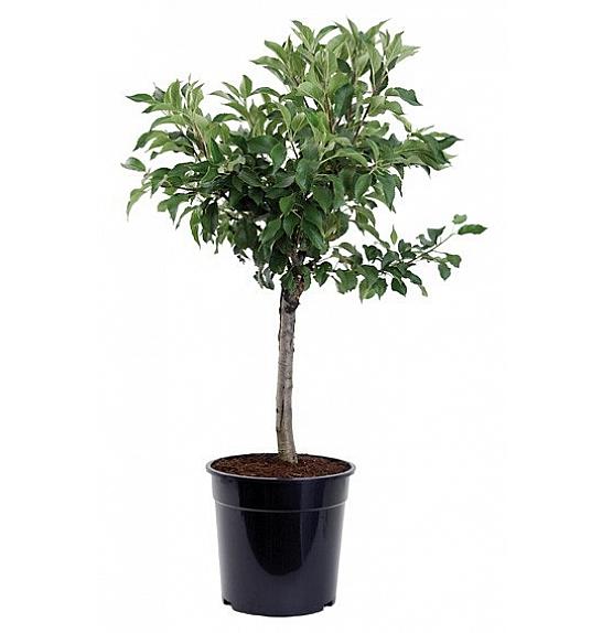 Malus domestica Delicado C5 Lit. 60-80 cm Na steblu