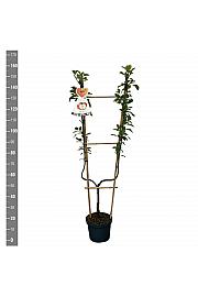 Malus domestica Coxs Orange Pippin C7,5 Lit. 140-160 cm U forma