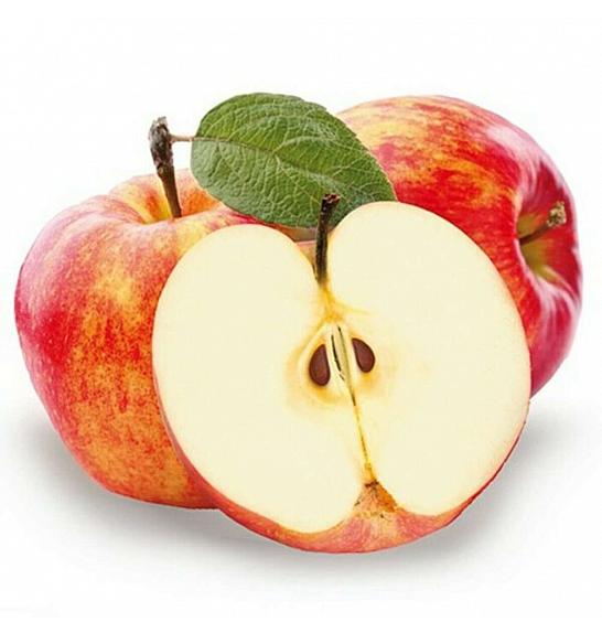 Malus domestica Coxs Orange Pippin C5 Lit. 80-100 cm Patio