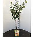 Malus domestica Coxs Orange Pippin C5 Lit. 80-100 cm BIO