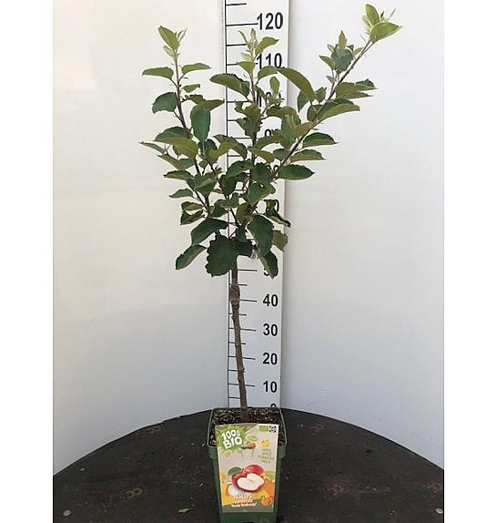 Malus domestica Coxs Orange Pippin C5 Lit. 80-100 cm BIO