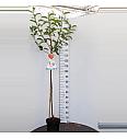 Malus domestica Cox Orange Pippin C7,5 Lit. 175-200 cm Na steblu 120 cm