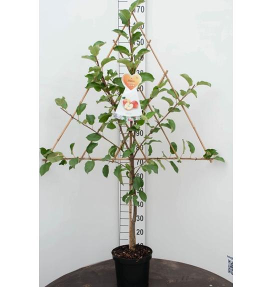Malus domestica C7,5 Lit. 150-175 cm Špalir