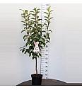 Malus domestica Bramleys Seedling C7,5 Lit. 125-150 cm