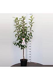 Malus domestica Bramleys Seedling C7,5 Lit. 125-150 cm