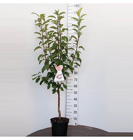 Malus domestica Bramleys Seedling C7,5 Lit. 125-150 cm