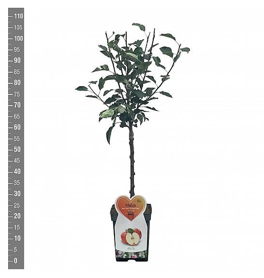 Malus domestica Bramleys Seedling C5 Lit. 80-100 cm Patio