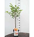 Malus domestica Bramleys Seedling C5 Lit. 80-100 cm Patio