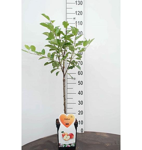 Malus domestica Bramleys Seedling C5 Lit. 80-100 cm Patio
