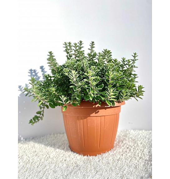Origanum majorana Ø25