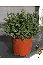 Origanum majorana Ø19