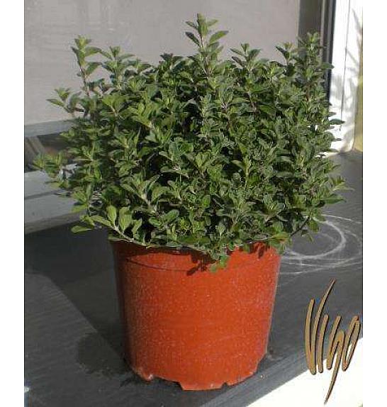 Origanum majorana Ø19