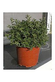 Origanum majorana Ø19