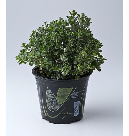 Origanum majorana Ø14