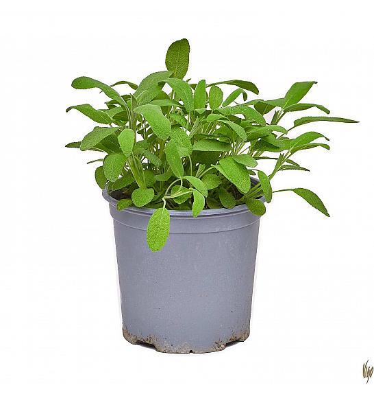 Salvia officinalis Ø19
