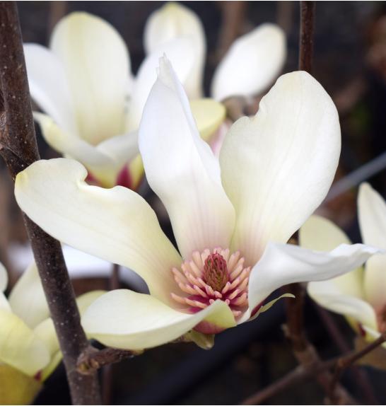 Magnolia Sunrise C10 Lit. 60-80 cm