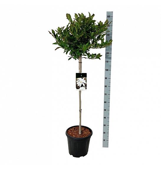 Magnolia stellata C15 Lit. Na steblu 80 cm
