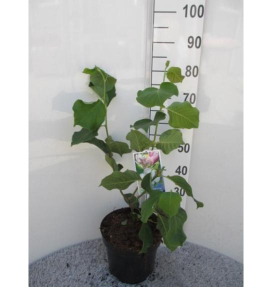 Magnolia Satisfaction C10 Lit. 60-80 cm