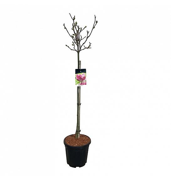 Hibrid magnolije Genie C15 Lit. 80-100 cm Na stabljici 80 cm