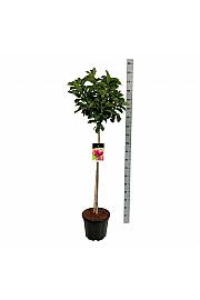Magnolia Genie C15 Lit. Na steblu 80 cm