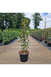 Magnolia grandiflora Kay Parris white C35 Lit. 150-175 cm