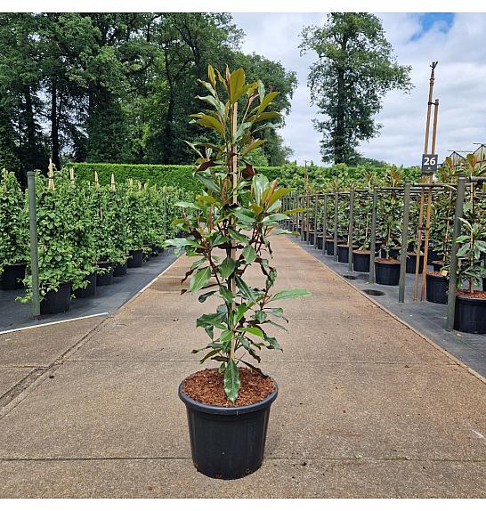Magnolia grandiflora Kay Parris white C35 Lit. 150-175 cm
