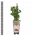 Lycium barbarum Instant Success C2 Lit. 30-40 cm