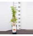 Lycium barbarum Instant Success C2 Lit. 40-60 cm