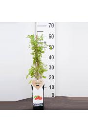 Lycium barbarum Instant Success C2 Lit. 40-60 cm