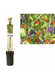 Lycium barbarum C2,5 Lit. 40-60 cm