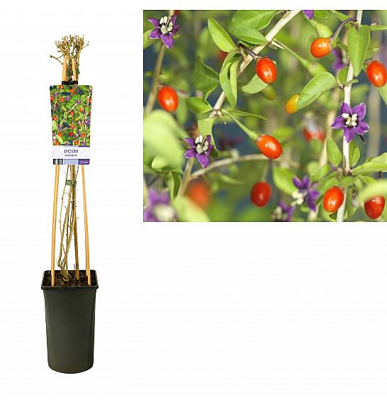 Lycium barbarum C2,5 Lit. 40-60 cm