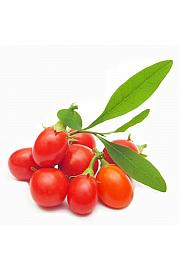 Lycium barbarum C2 Lit. 30-40 cm