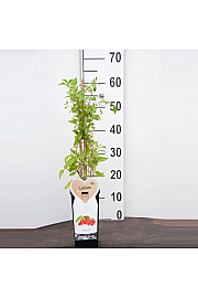 Lycium barbarum C2 Lit. 30-40 cm