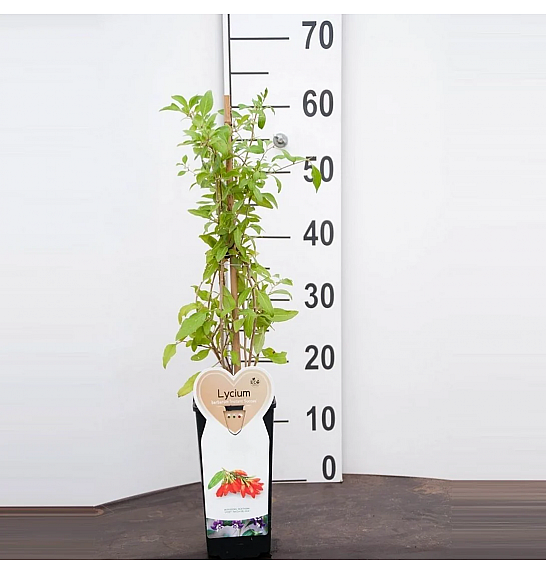 Lycium barbarum C2 Lit. 30-40 cm